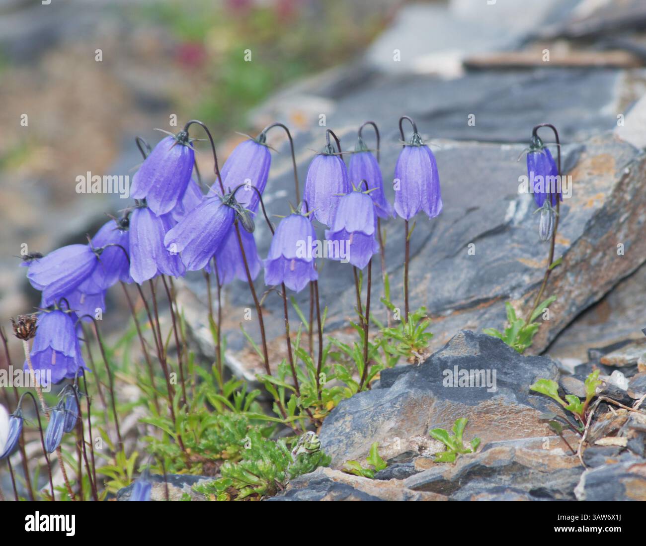 Campanula cochleariifolia communément appelé chellflower de feuille d'oreille ou dé de fée Banque D'Images
