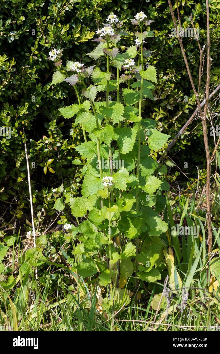 Moutarde à l'ail, Alliaria petiolata, plante. Banque D'Images
