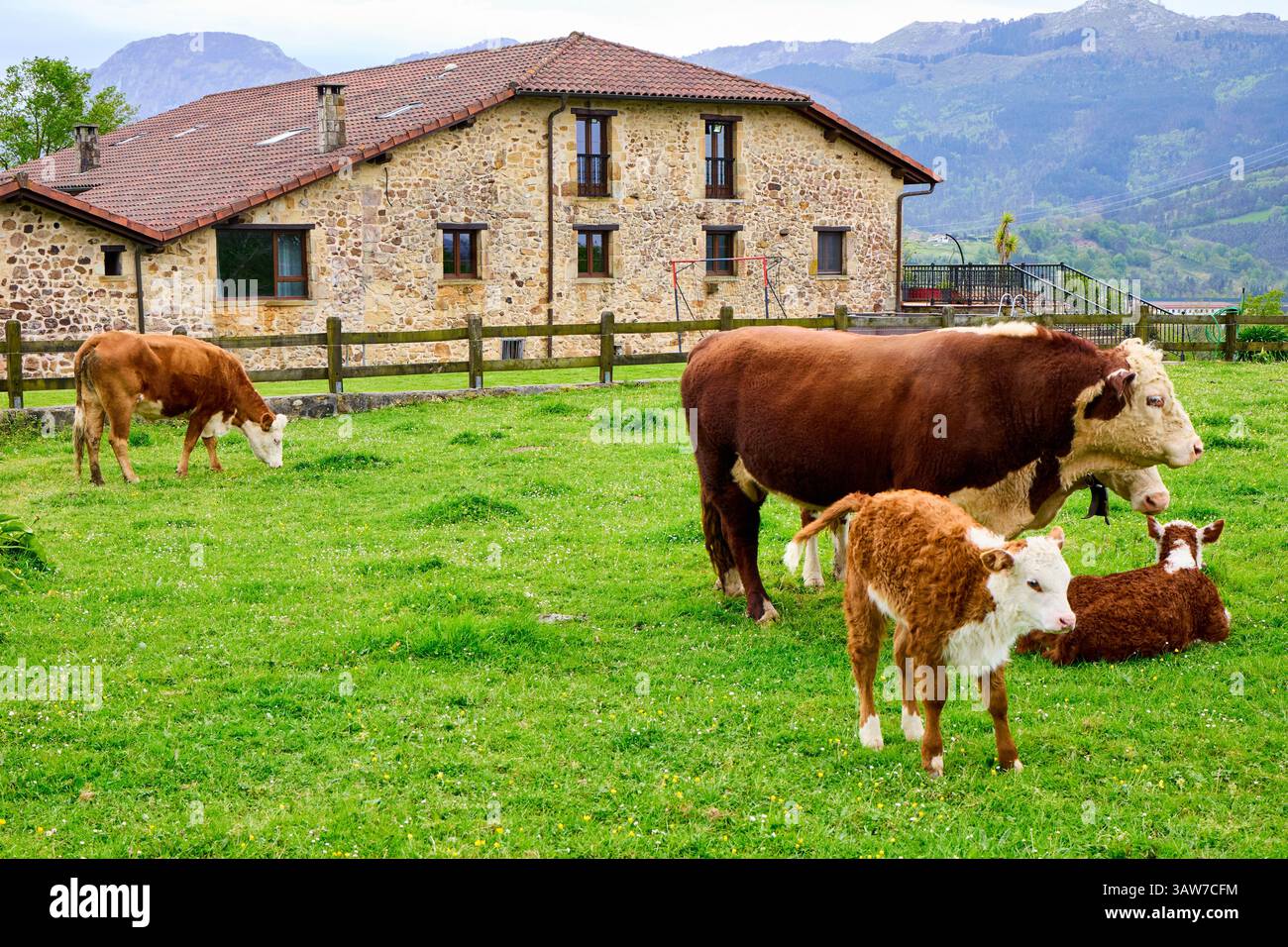 Hereford race bovine, race bovine, production de viande, Maison rurale, Amorebieta, Bizkaia, pays Basque, Espagne Banque D'Images