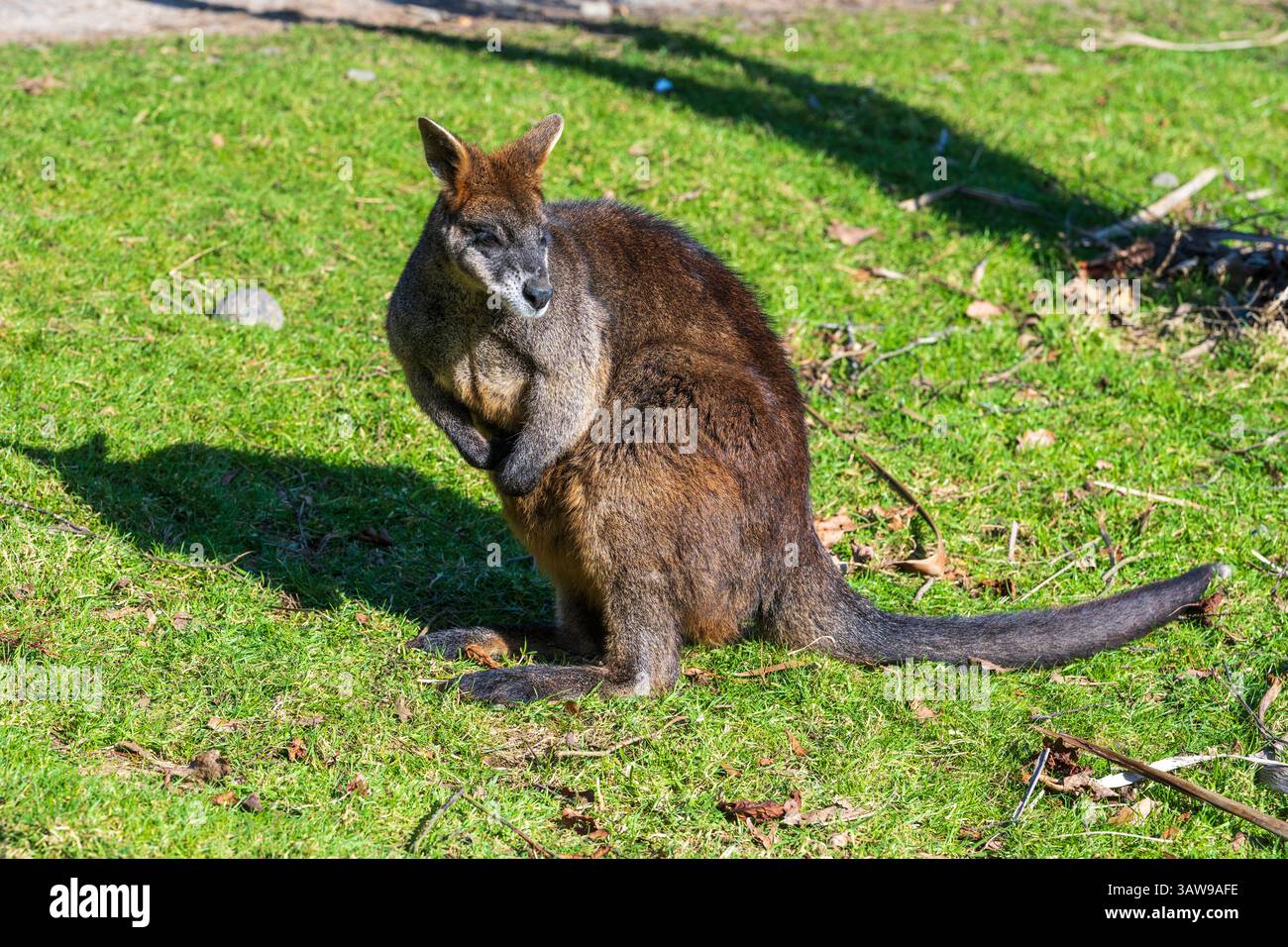 Wallaby marécage (Wallabia bicolor) dans l'enceinte de l'Outback de Wallaby au zoo d'Édimbourg, en Écosse, au Royaume-Uni Banque D'Images