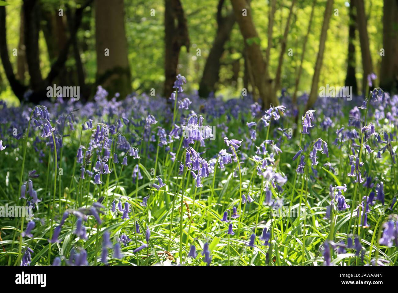 Charlwood, Surrey, Angleterre, Royaume-Uni. 19 avril 2025. Une superbe exposition de bluebells dans la campagne du Surrey près de Charlwood. Les bluebells britanniques natifs poussant dans les bois anciens sur le Surrey Weald sont spectaculaires et parfaits pour une promenade de vacances. L'entrée au Glover's Wood est gratuite et est entretenue par le Woodland Trust. Crédit : Julia Gavin/Alamy Live News Banque D'Images Charlwood, Surrey, Angleterre, Royaume-Uni. 19 avril 2025. Une superbe exposition de bluebells dans la campagne du Surrey près de Charlwood. Les bluebells britanniques natifs poussant dans les bois anciens sur le Surrey Weald sont spectaculaires et parfaits pour une promenade de vacances. L'entrée au Glover's Wood est gratuite et est entretenue par le Woodland Trust. Crédit : Julia Gavin/Alamy Live News Banque D'Images