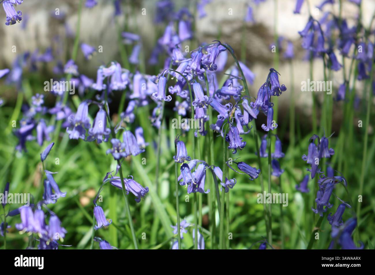 Charlwood, Surrey, Angleterre, Royaume-Uni. 19 avril 2025. Une superbe exposition de bluebells dans la campagne du Surrey près de Charlwood. Les bluebells britanniques natifs poussant dans les bois anciens sur le Surrey Weald sont spectaculaires et parfaits pour une promenade de vacances. L'entrée au Glover's Wood est gratuite et est entretenue par le Woodland Trust. Crédit : Julia Gavin/Alamy Live News Banque D'Images Charlwood, Surrey, Angleterre, Royaume-Uni. 19 avril 2025. Une superbe exposition de bluebells dans la campagne du Surrey près de Charlwood. Les bluebells britanniques natifs poussant dans les bois anciens sur le Surrey Weald sont spectaculaires et parfaits pour une promenade de vacances. L'entrée au Glover's Wood est gratuite et est entretenue par le Woodland Trust. Crédit : Julia Gavin/Alamy Live News Banque D'Images