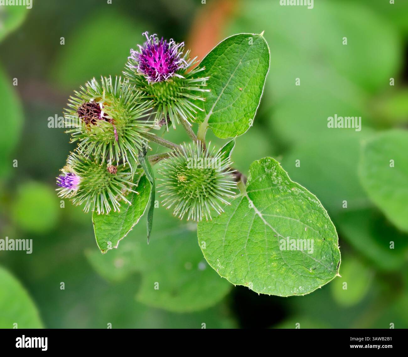 Les fleurs de bardane (Arctium MINUS), également connues sous le nom de cocklebur, sont originaires du Missouri et se trouvent dans de nombreux états américains. C'est une espèce biennale. Banque D'Images Les fleurs de bardane (Arctium MINUS), également connues sous le nom de cocklebur, sont originaires du Missouri et se trouvent dans de nombreux états américains. C'est une espèce biennale. Banque D'Images