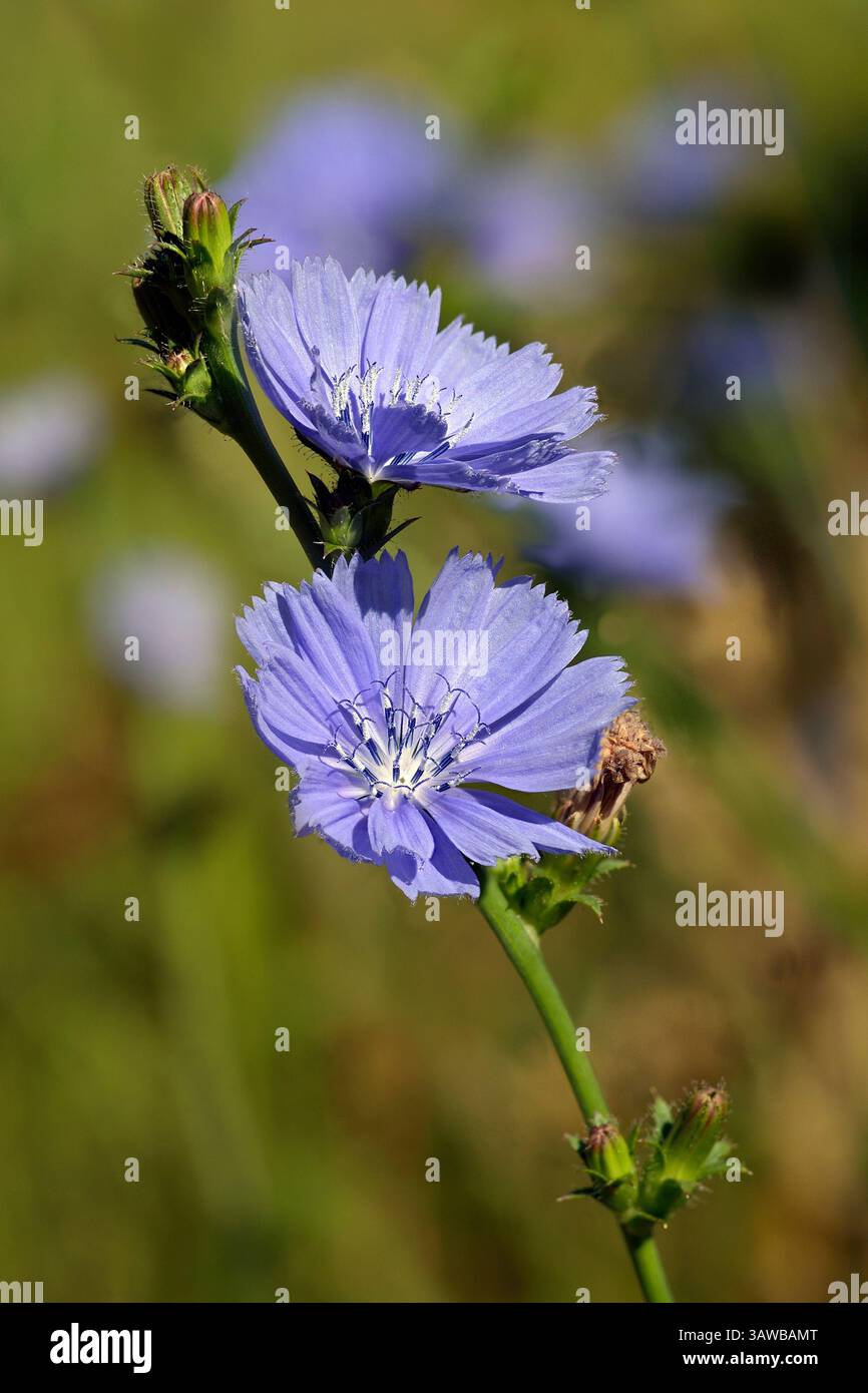 Chicorée sauvage fleurie (cichorium intybus) également connue sous le nom de sucré, pissenlit bleu, herbe bleue, Bunk et succory sauvage sur fond naturel doux. Banque D'Images Chicorée sauvage fleurie (cichorium intybus) également connue sous le nom de sucré, pissenlit bleu, herbe bleue, Bunk et succory sauvage sur fond naturel doux. Banque D'Images