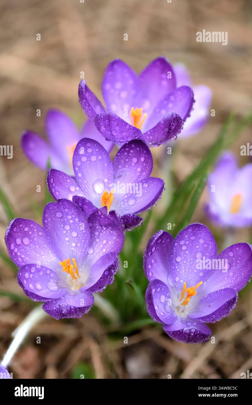 Fleurs de crocus violettes vibrantes avec des gouttes de rosée qui brillent en lumière douce du soleil, symbolisant la beauté du printemps et du renouveau. Banque D'Images Fleurs de crocus violettes vibrantes avec des gouttes de rosée qui brillent en lumière douce du soleil, symbolisant la beauté du printemps et du renouveau. Banque D'Images