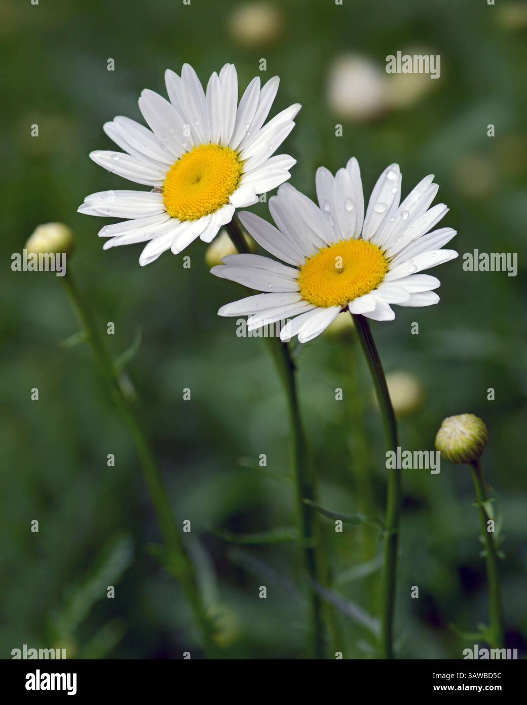 Marguerites. Colonie de Marguerites Oxeye (Leucanthemum vulgare) également connue sous le nom de Marguerite de chien, Marguerite de lune et Marguerite blanche, est une plante vivace envahissante originaire de Banque D'Images Marguerites. Colonie de Marguerites Oxeye (Leucanthemum vulgare) également connue sous le nom de Marguerite de chien, Marguerite de lune et Marguerite blanche, est une plante vivace envahissante originaire de Banque D'Images