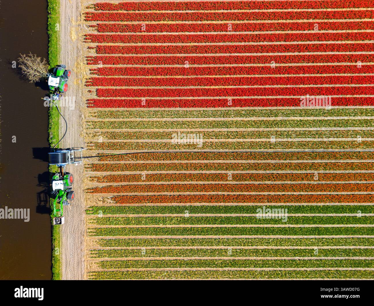 Vue aérienne des champs de tulipes vibrants en pleine floraison, avec deux tracteurs tirant l'eau d'un canal, créant un contraste saisissant entre la nature, machiner Banque D'Images
