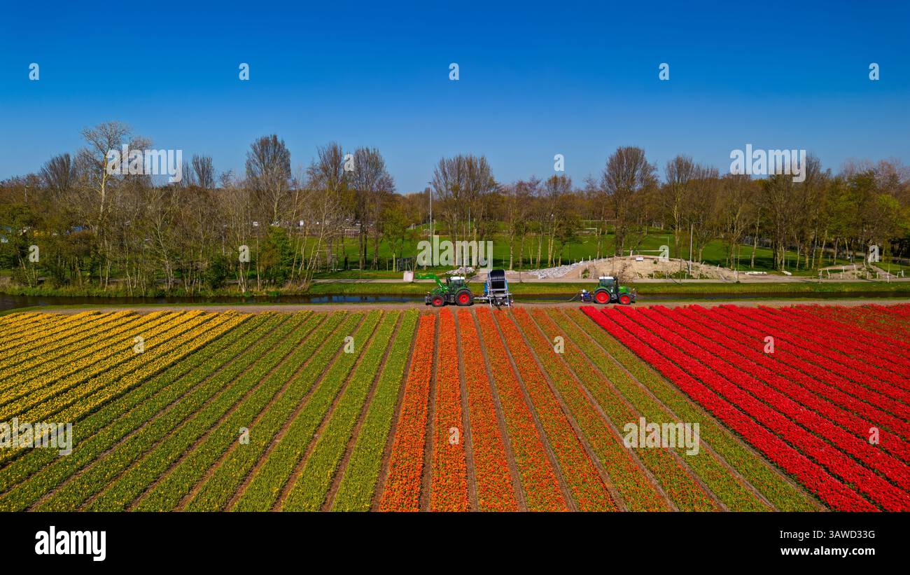 Vue aérienne des champs de tulipes vibrants en pleine floraison, avec deux tracteurs tirant l'eau d'un canal, créant un contraste saisissant entre la nature, machiner Banque D'Images