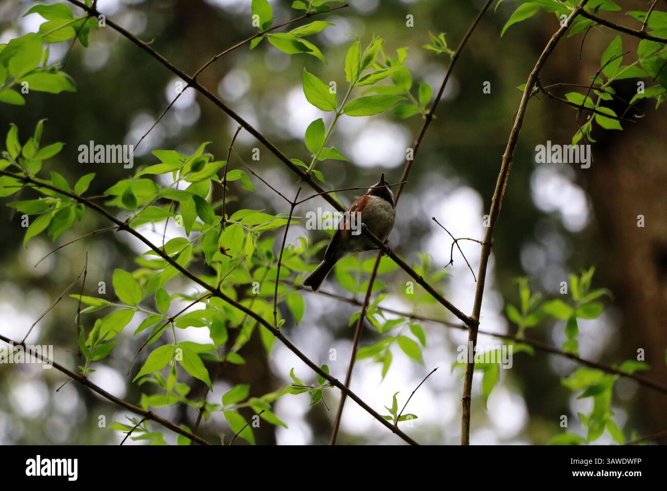 Un chickadee à dos de châtaignier, Poecile rufescens, perché dans un arbre aux feuilles vert clair. Prise au jardin botanique de Leach à Portland, Oregon. Banque D'Images