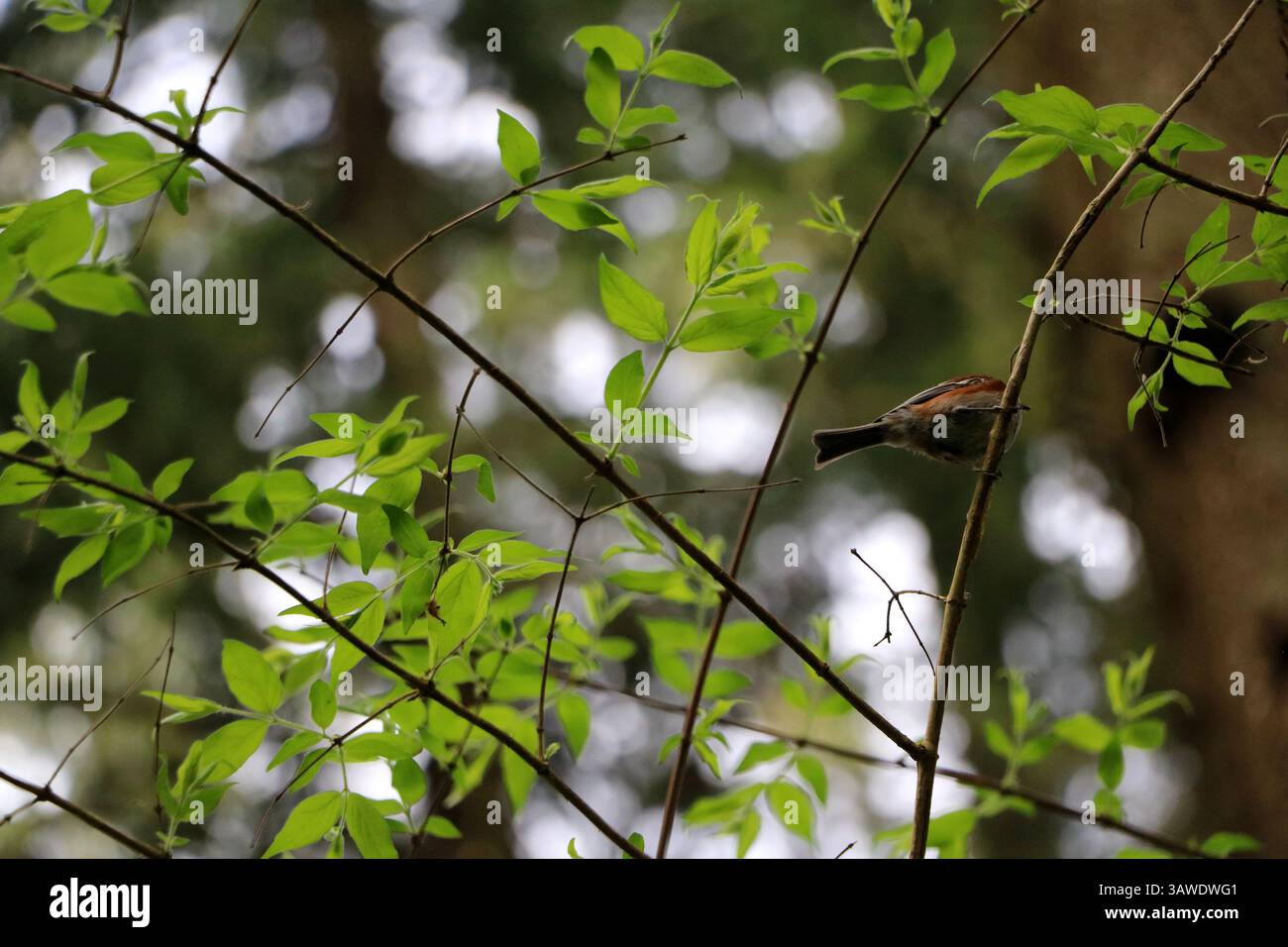 Un chickadee à dos de châtaignier, Poecile rufescens, perché dans un arbre aux feuilles vert clair. Prise au jardin botanique de Leach à Portland, Oregon. Banque D'Images