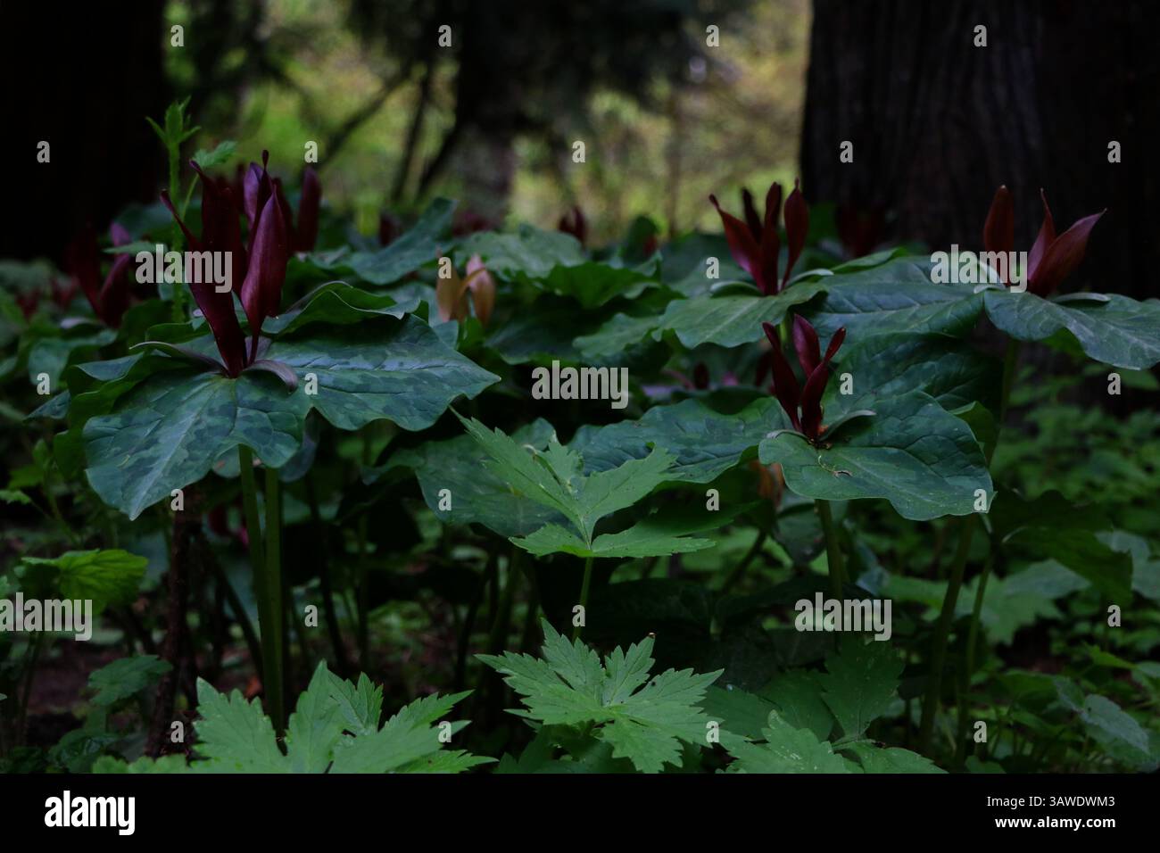 Scène représentant la rare fleur Trillium kurabayashii entourée de feuilles vert foncé. Prise au jardin botanique de Leach à Portland, Oregon. Banque D'Images