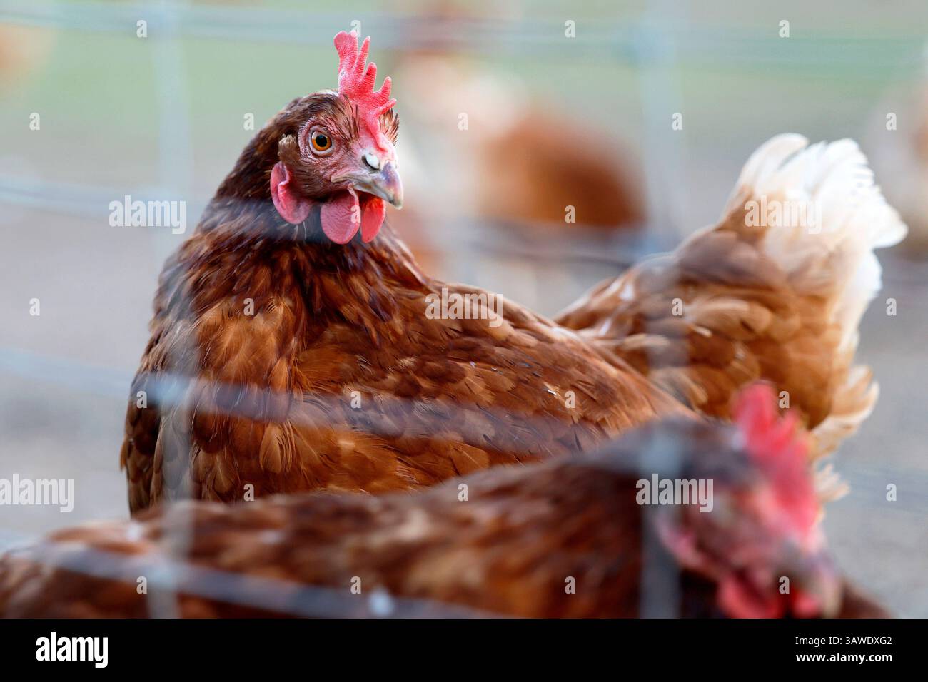 Legehennen in Bio-Mobilstallhaltung laufen frei in einem Außengehege eines Bauernhofs, der Bio-Eier anbietet. Die Hühner können in der weitläufigen Weide in der Erde scharren und sich in einen Mobilstall zurückziehen. Die Eier werden dann von Hand eingesammelt. Themenbild, Symbolbild Köln, 19.04.2025 NRW Deutschland *** poules pondeuses gardées dans une grange mobile biologique fonctionnent librement dans un enclos extérieur sur une ferme qui offre des œufs biologiques les poules peuvent gratter dans le sol dans le vaste pâturage et se retirer dans une grange mobile les œufs sont ensuite recueillis à la main image thématique, image symbolique Cologne, 19 0 Banque D'Images