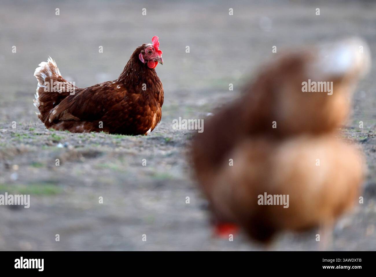 Legehennen in Bio-Mobilstallhaltung laufen frei in einem Außengehege eines Bauernhofs, der Bio-Eier anbietet. Die Hühner können in der weitläufigen Weide in der Erde scharren und sich in einen Mobilstall zurückziehen. Die Eier werden dann von Hand eingesammelt. Themenbild, Symbolbild Köln, 19.04.2025 NRW Deutschland *** poules pondeuses gardées dans une grange mobile biologique fonctionnent librement dans un enclos extérieur sur une ferme qui offre des œufs biologiques les poules peuvent gratter dans le sol dans le vaste pâturage et se retirer dans une grange mobile les œufs sont ensuite recueillis à la main image thématique, image symbolique Cologne, 19 0 Banque D'Images