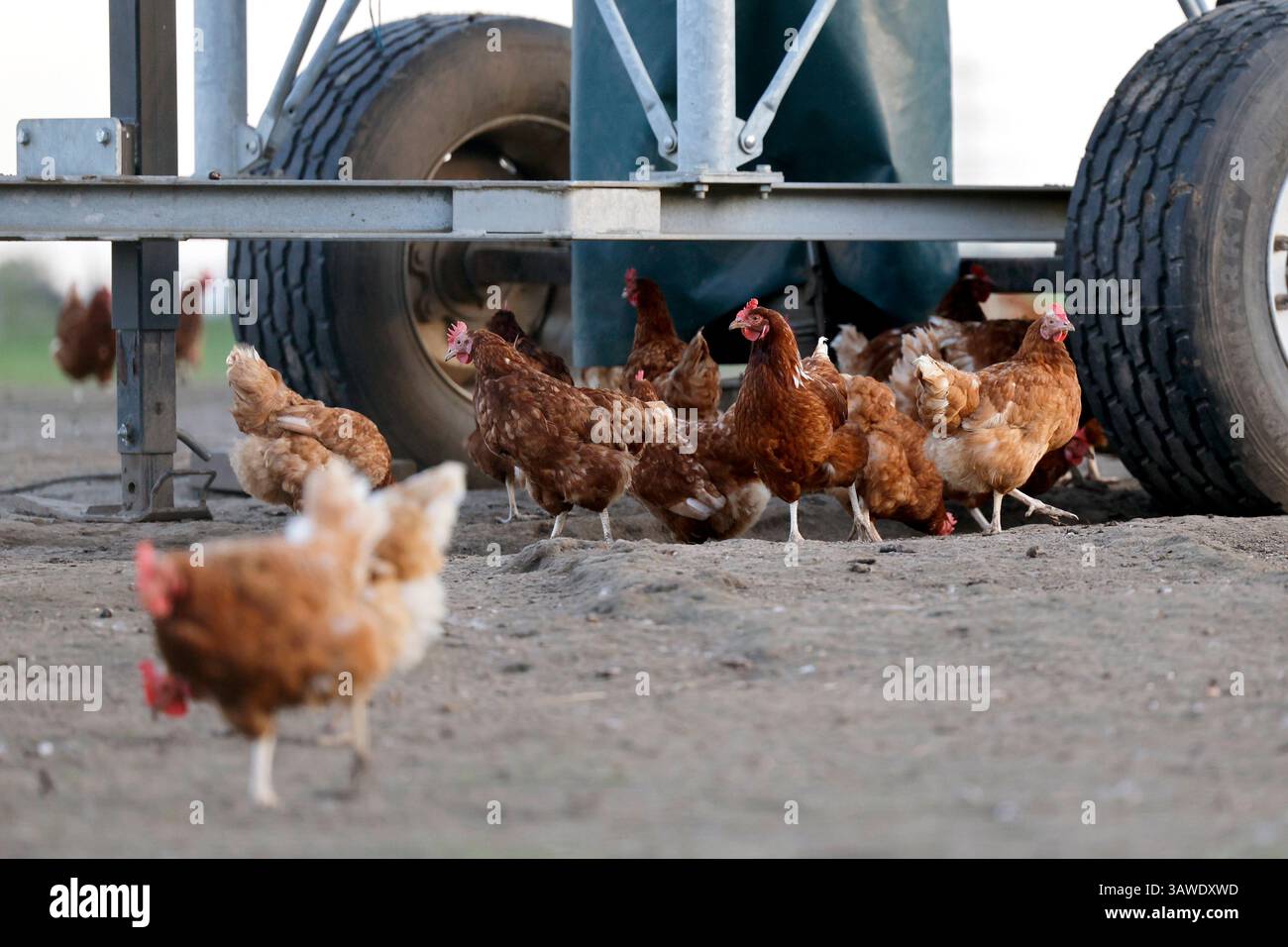 Legehennen in Bio-Mobilstallhaltung laufen frei in einem Außengehege eines Bauernhofs, der Bio-Eier anbietet. Die Hühner können in der weitläufigen Weide in der Erde scharren und sich in einen Mobilstall zurückziehen. Die Eier werden dann von Hand eingesammelt. Themenbild, Symbolbild Köln, 19.04.2025 NRW Deutschland *** poules pondeuses gardées dans une grange mobile biologique fonctionnent librement dans un enclos extérieur sur une ferme qui offre des œufs biologiques les poules peuvent gratter dans le sol dans le vaste pâturage et se retirer dans une grange mobile les œufs sont ensuite recueillis à la main image thématique, image symbolique Cologne, 19 0 Banque D'Images