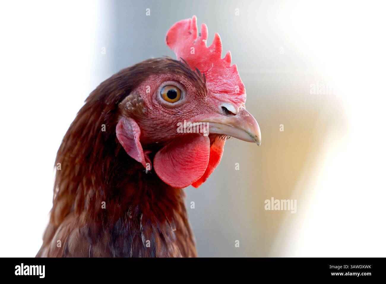Legehennen in Bio-Mobilstallhaltung laufen frei in einem Außengehege eines Bauernhofs, der Bio-Eier anbietet. Die Hühner können in der weitläufigen Weide in der Erde scharren und sich in einen Mobilstall zurückziehen. Die Eier werden dann von Hand eingesammelt. Themenbild, Symbolbild Köln, 19.04.2025 NRW Deutschland *** poules pondeuses gardées dans une grange mobile biologique fonctionnent librement dans un enclos extérieur sur une ferme qui offre des œufs biologiques les poules peuvent gratter dans le sol dans le vaste pâturage et se retirer dans une grange mobile les œufs sont ensuite recueillis à la main image thématique, image symbolique Cologne, 19 0 Banque D'Images