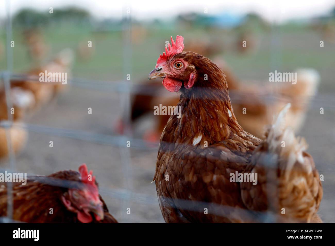 Legehennen in Bio-Mobilstallhaltung laufen frei in einem Außengehege eines Bauernhofs, der Bio-Eier anbietet. Die Hühner können in der weitläufigen Weide in der Erde scharren und sich in einen Mobilstall zurückziehen. Die Eier werden dann von Hand eingesammelt. Themenbild, Symbolbild Köln, 19.04.2025 NRW Deutschland *** poules pondeuses gardées dans une grange mobile biologique fonctionnent librement dans un enclos extérieur sur une ferme qui offre des œufs biologiques les poules peuvent gratter dans le sol dans le vaste pâturage et se retirer dans une grange mobile les œufs sont ensuite recueillis à la main image thématique, image symbolique Cologne, 19 0 Banque D'Images