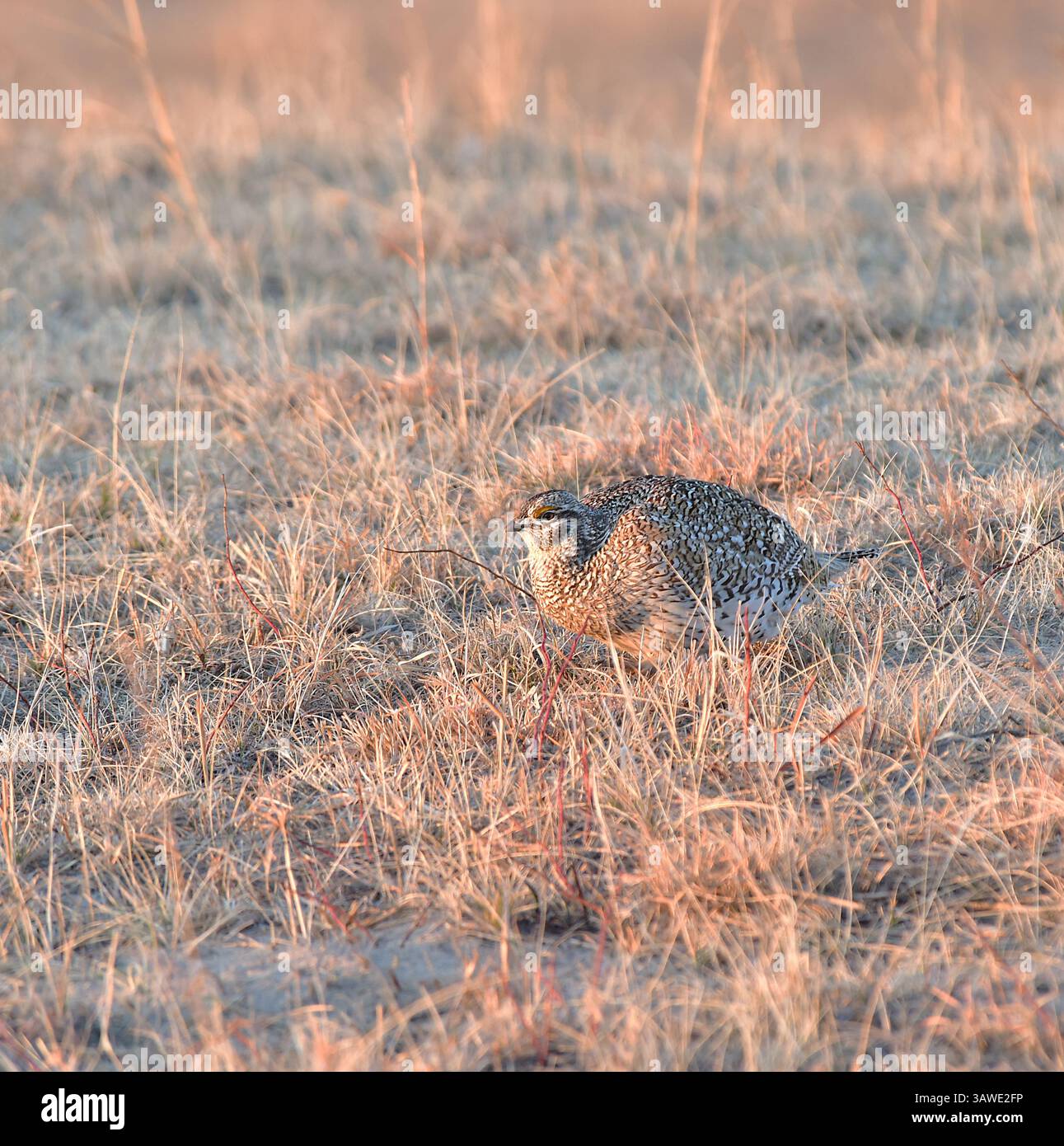 Le Tétras à queue pointue (Tympanuchus phasianellus) est une espèce gallinacée présente dans les prairies ouvertes des grandes Plaines. Bien que son nombre diminue, Banque D'Images