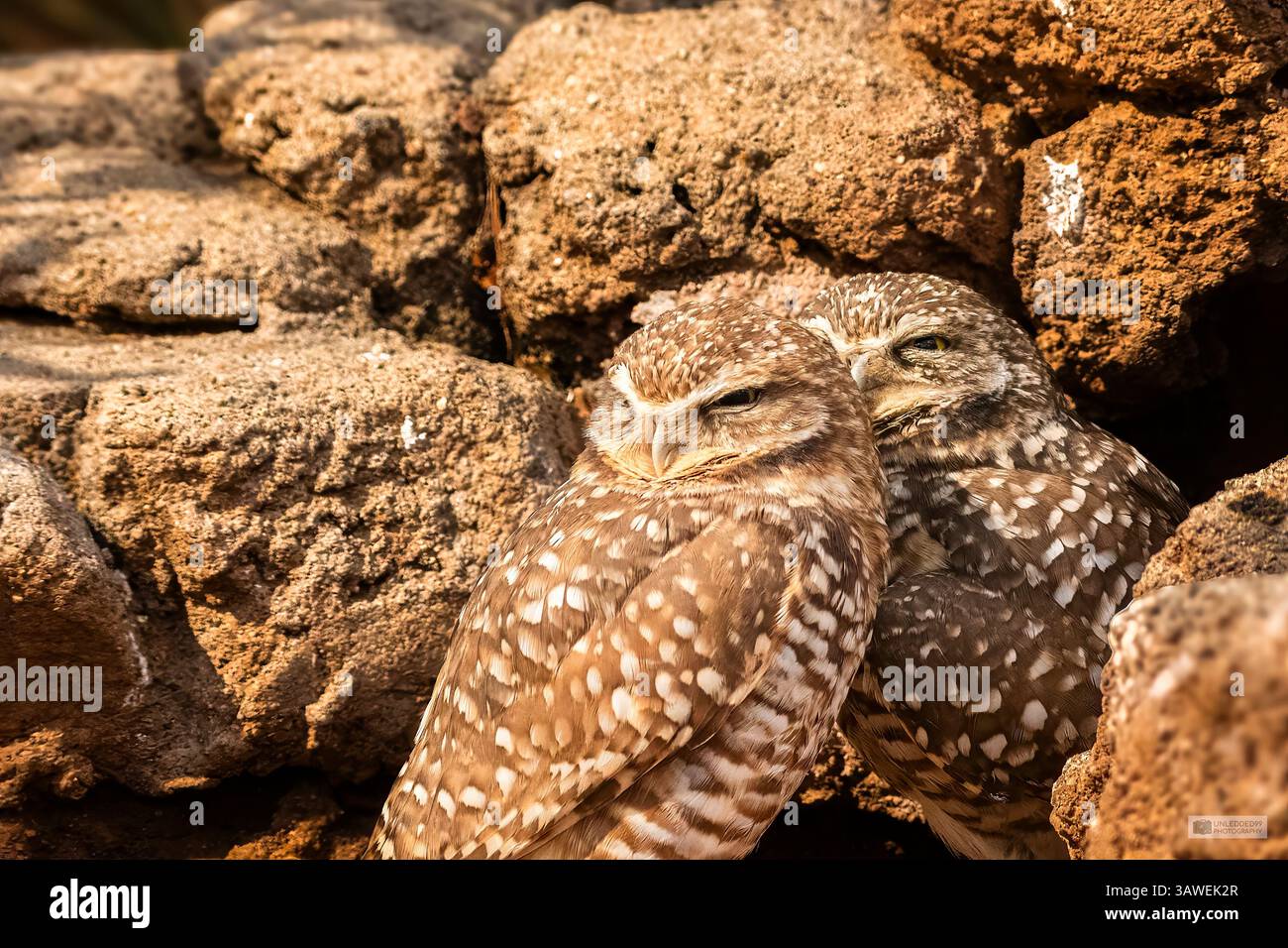 Profiter de la compagnie de l'autre Banque D'Images