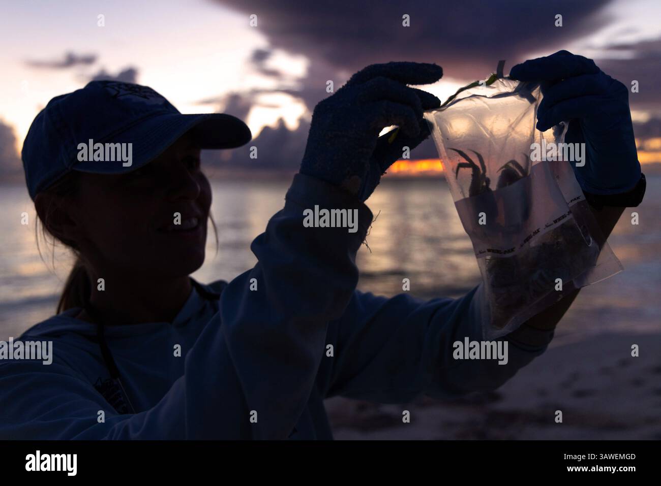Membres de l'équipe de surveillance de l'environnement capturant et échantillonnant des crabes fantômes sur West Beach, Hawaï. Membres de l'équipe de surveillance de l'environnement travaillant sous la direction du Centre national de recherche sur la faune de l'USDA capturant et échantillonnant des crabes fantômes sur West Beach dans le cadre des efforts de surveillance des substances toxiques suite aux opérations d'appâtage sur le refuge national de faune de l'atoll Midway pendant le projet de protection des oiseaux marins. J. Brack, USFWS / U.S. Fish and Wildlife Service à usage éditorial exclusif. Banque D'Images