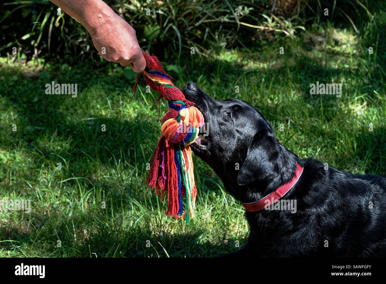 Un jouet remorqueur coloré est apprécié par un chien noir qui le tire. Banque D'Images