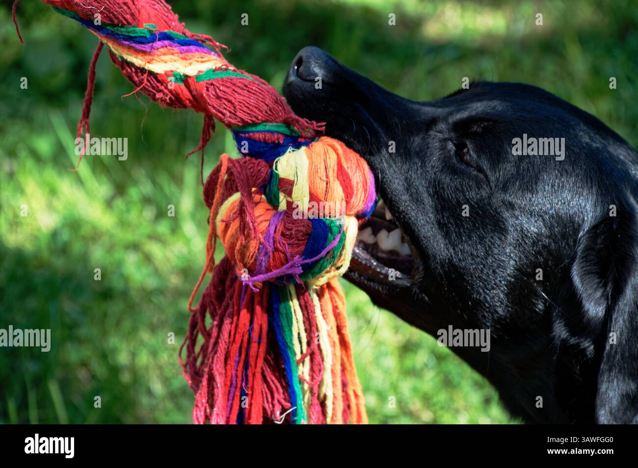 Un test de résistance. Un chien noir, peut-être un labrador, tire sur un jouet remorqueur essayant de faire lâcher la personne qui le tient. Banque D'Images