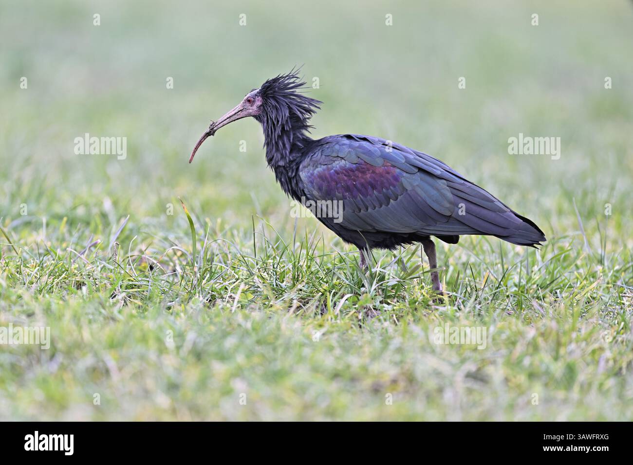 Ibis chauve du Nord (Geronticus eremita), recherche dans un pré, Canton de Zoug, Suisse, Europe Banque D'Images