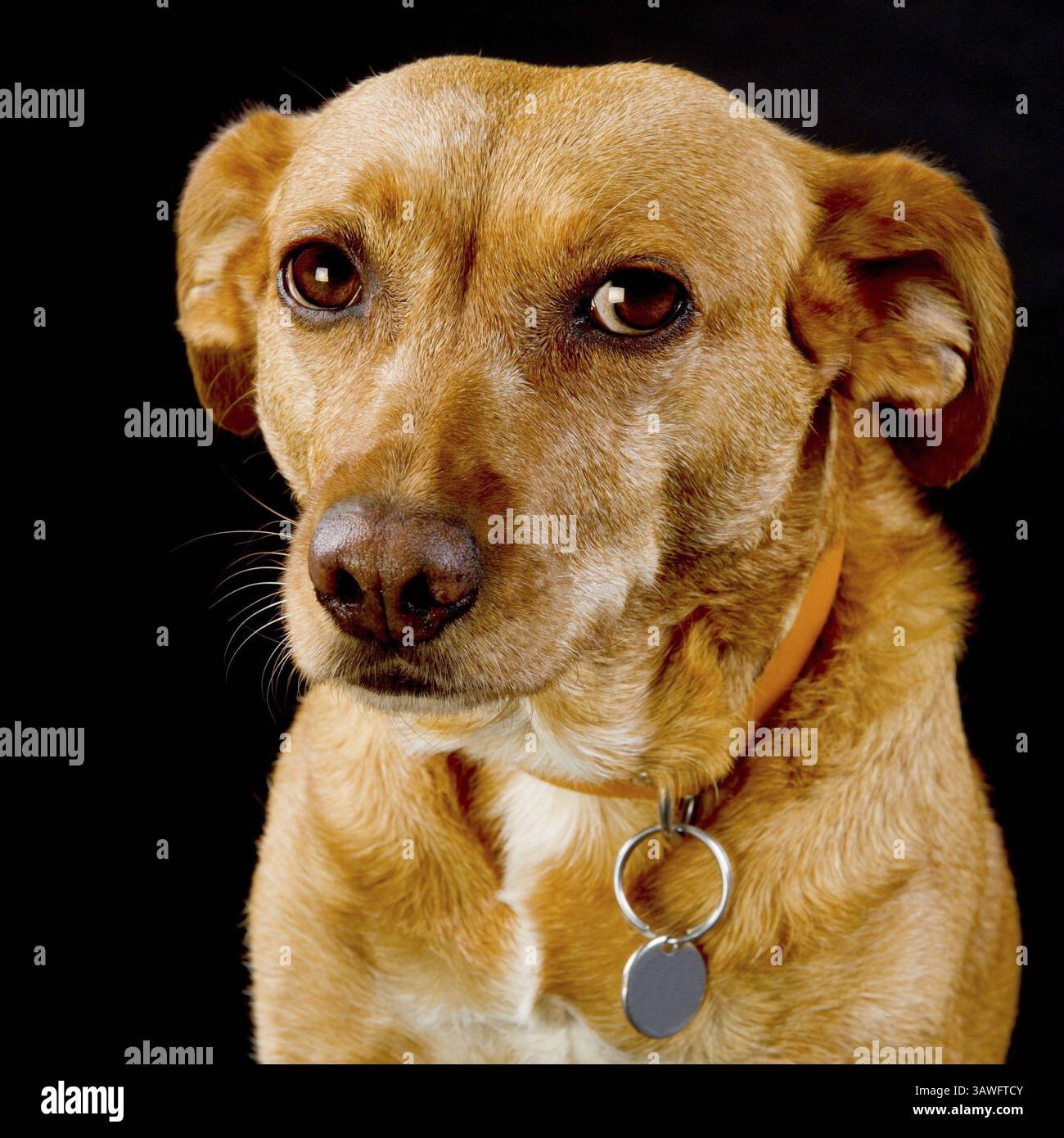 Brun mignon chien de race croisée sur fond noir Banque D'Images