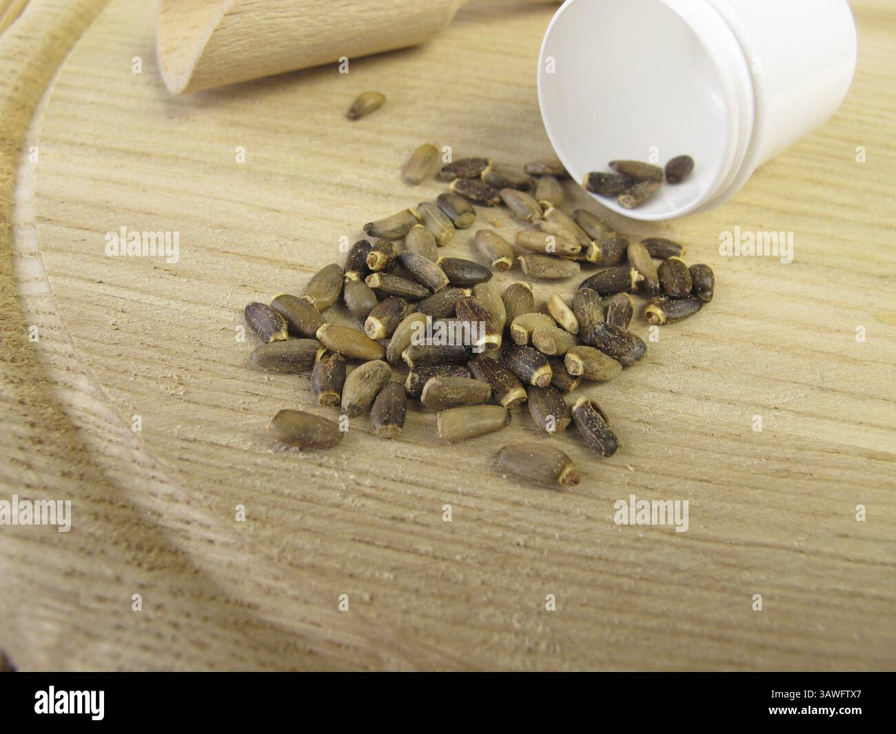 Chardon Marie, cardui mariae fructus Banque D'Images