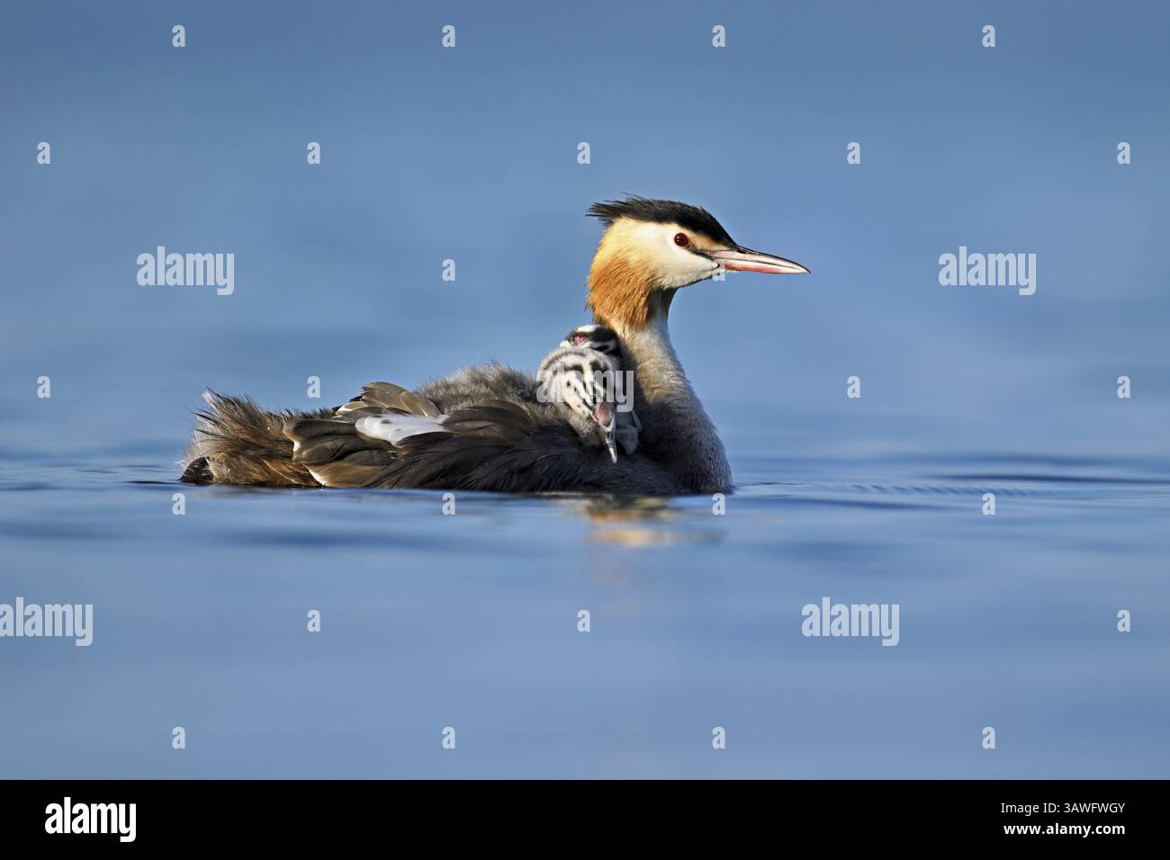 Great Crested Grebe (Podiceps festonné Ribonfish), avec deux poussins en plumage nageant dans l'eau, lac de Zoug, Canton de Zoug, Suisse, Europe Banque D'Images
