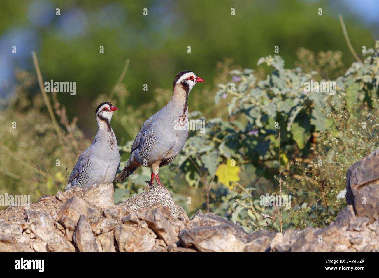 Perdrix à tête noire (Alectoris melanocephala), poulet, volaille, espèce de volaille, faisan-like, simple, deux, paire, animaux, oiseaux, Tawi Atayr, Sal Banque D'Images Perdrix à tête noire (Alectoris melanocephala), poulet, volaille, espèce de volaille, faisan-like, simple, deux, paire, animaux, oiseaux, Tawi Atayr, Sal Banque D'Images