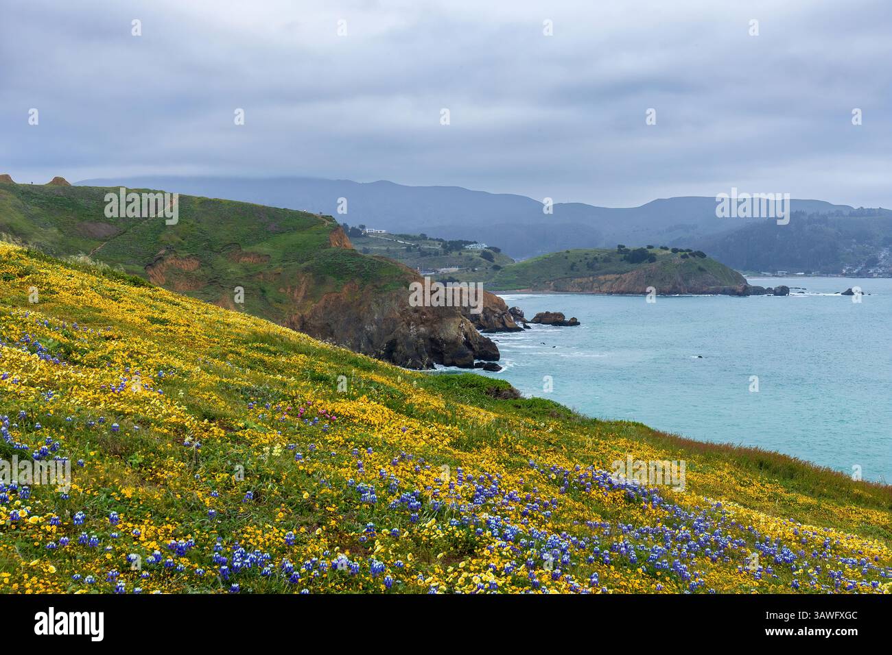 Super Bloom à Mori point, côte de San Mateo, Californie. Banque D'Images