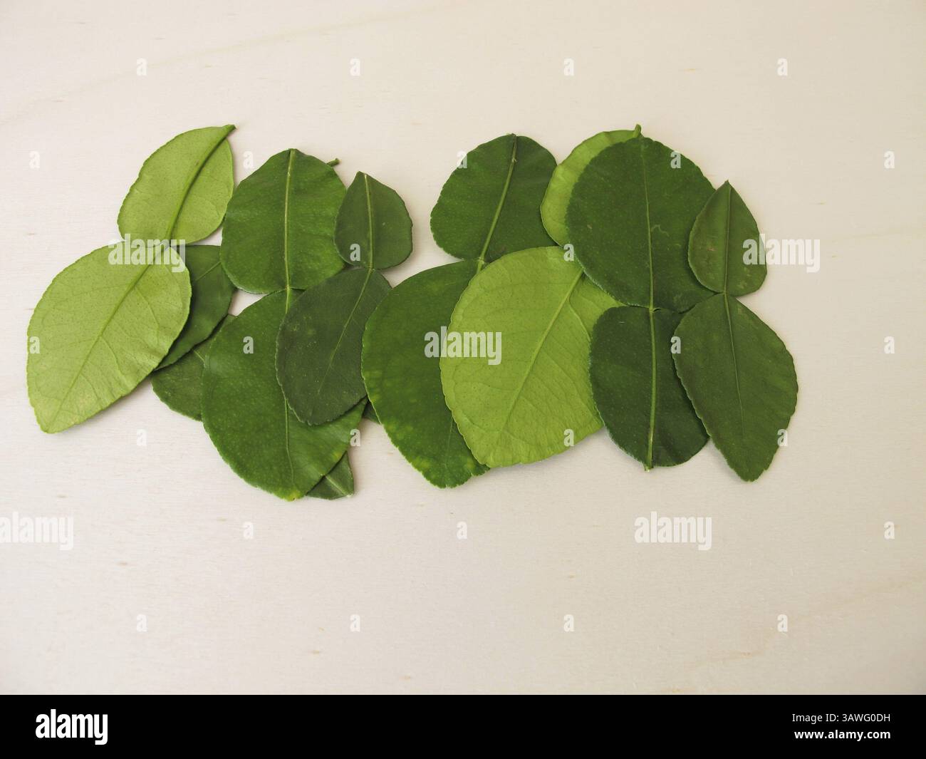 Feuilles de citron vert kaffir fraîches Banque D'Images