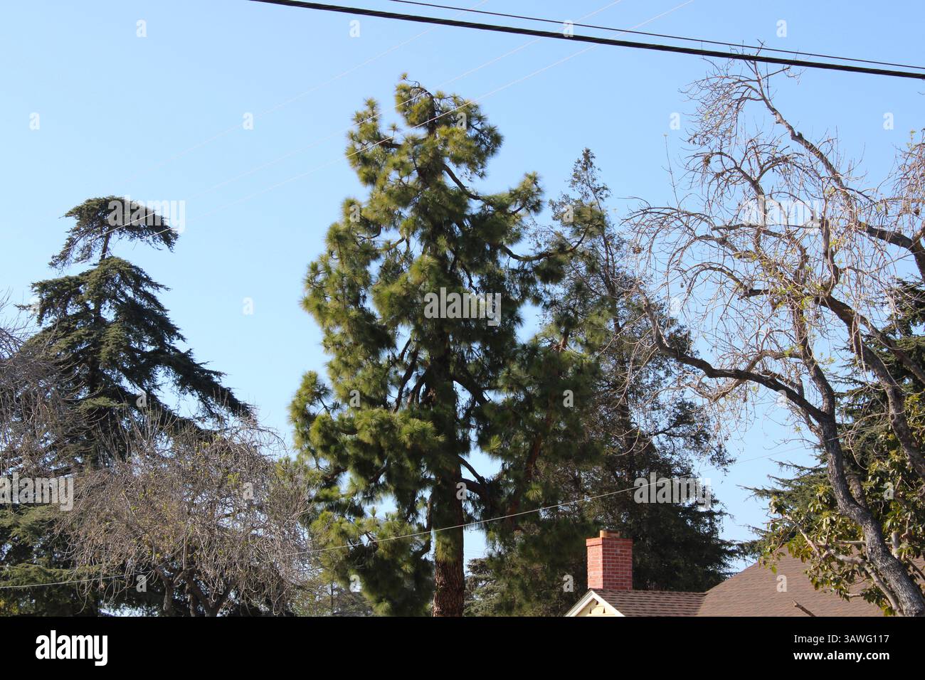 lignes téléphoniques à travers le ciel près des arbres Banque D'Images