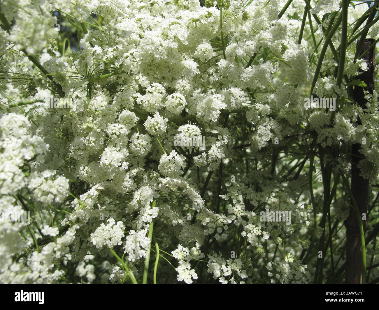 Anis, Pimpinella anisum Banque D'Images