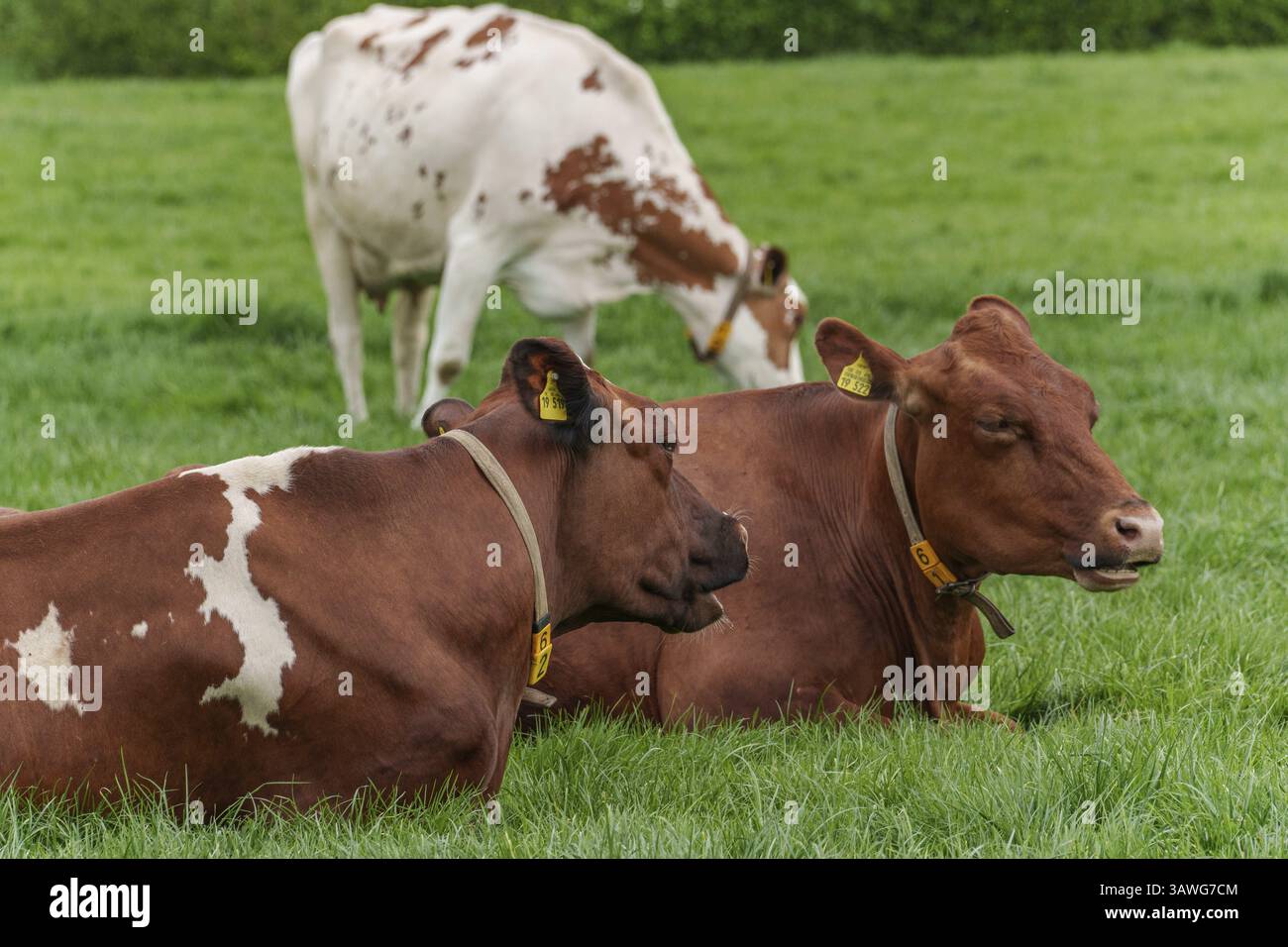 Deux vaches brunes couchées tandis qu'une vache blanche pèle dans l'herbe, borken, muensterland, allemagne Banque D'Images