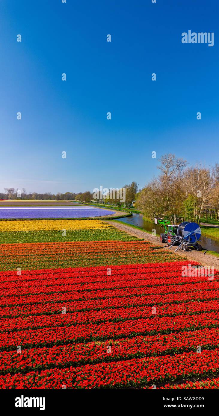 Vue aérienne des champs de tulipes vibrants en pleine floraison, avec deux tracteurs tirant l'eau d'un canal, créant un contraste saisissant entre la nature, machiner Banque D'Images