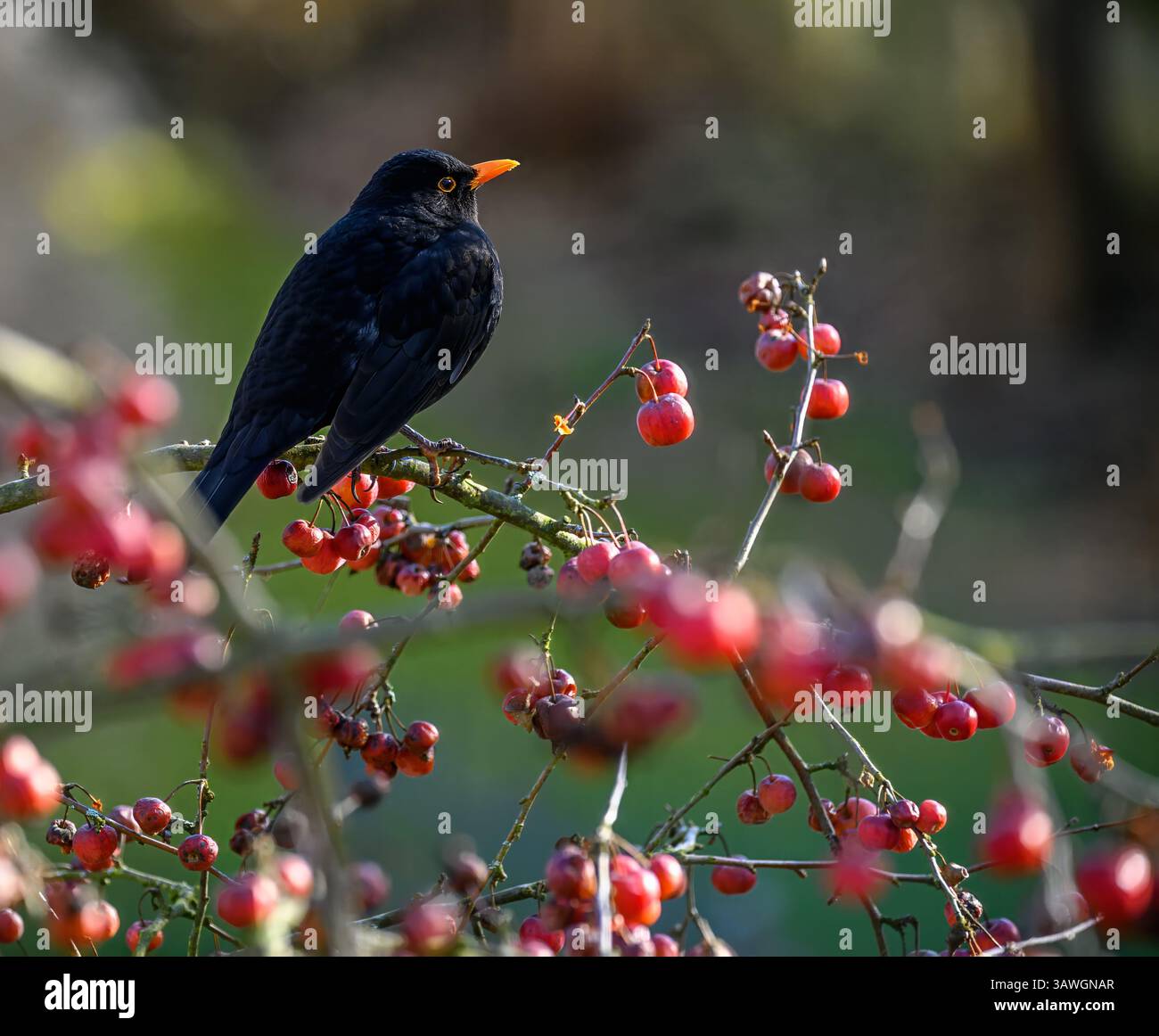 Gros plan d'un blackbird assis dans un pommier Banque D'Images