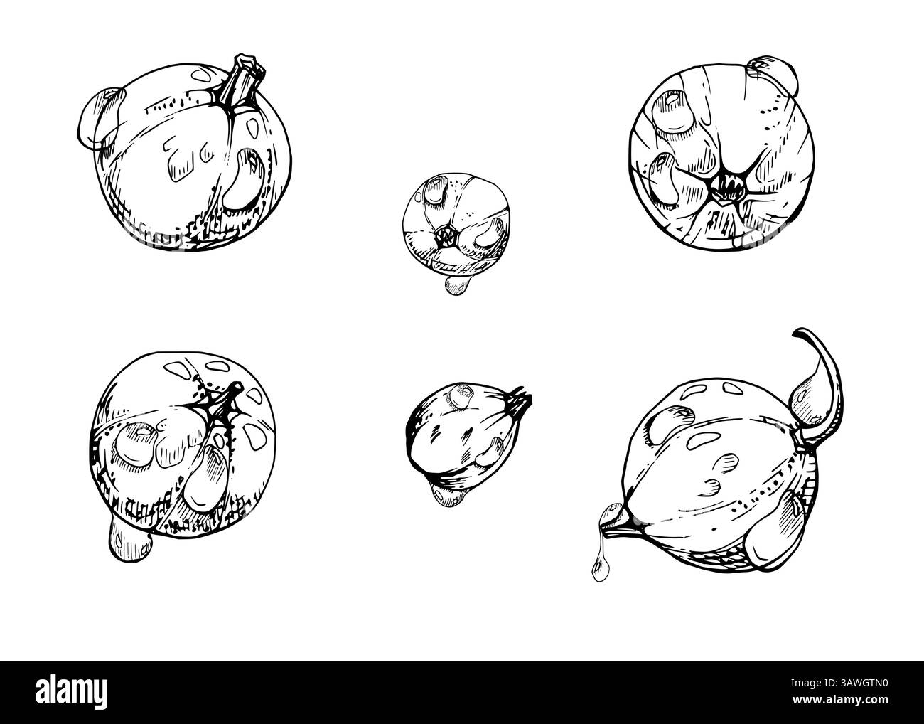 Groseille à maquereau dans les gouttes de rosée de l'eau, baie de juneberry juneberry casseille jostaberry, encre vectorielle dessinée à la main. Eléments botaniques isolés Illustration de Vecteur