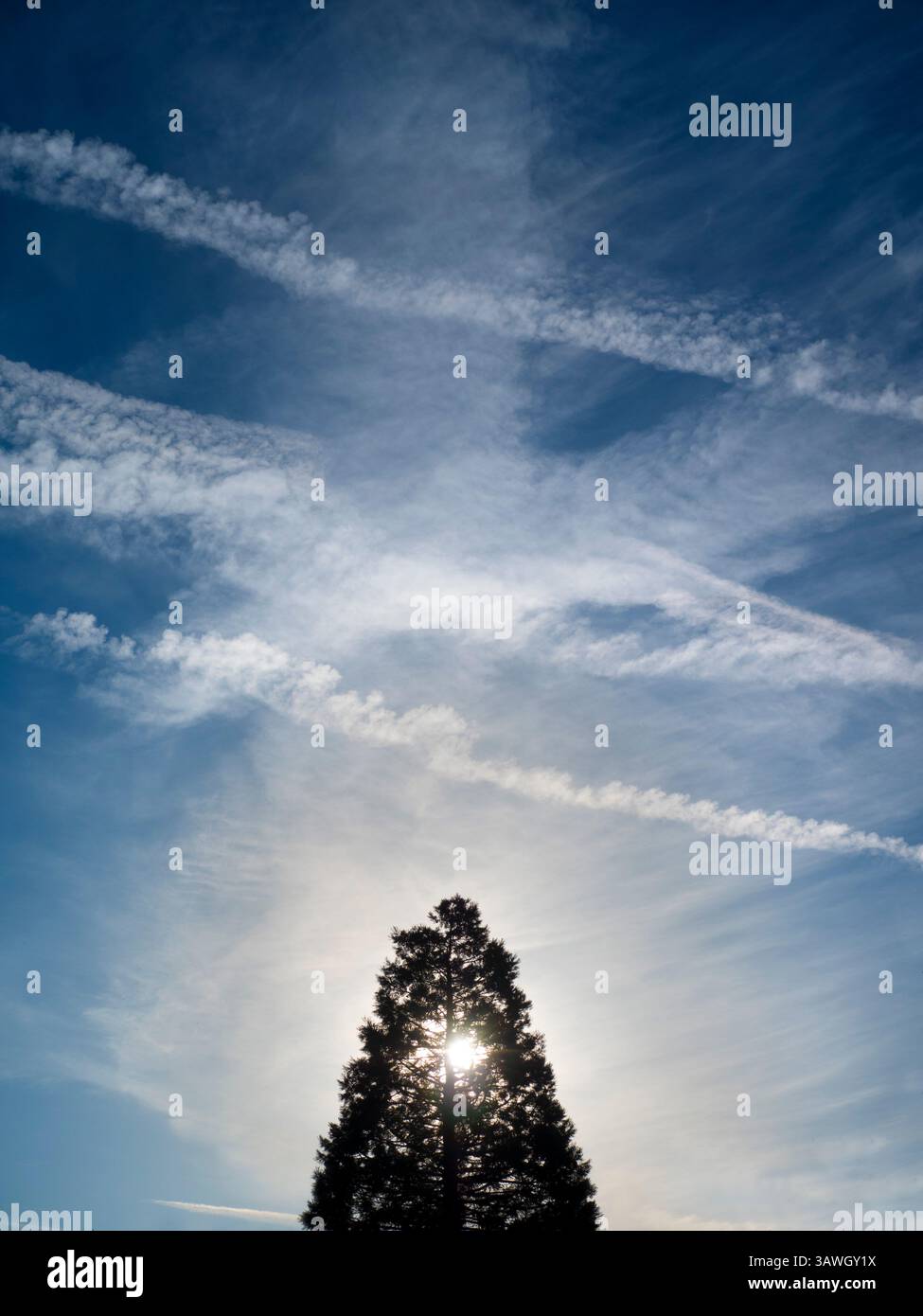 Séquoias géants, étoiles de soleil et pistes de vapeur à Abbey Fields, Abingdon. Abbey Fields est un parc public adjacent à la Tamise à Abingdon, Oxfordshire. Il tire son nom de l'abbaye médiévale - disparue depuis longtemps - qui était ici. Ici, nous voyons un beau séquoia au printemps, rétroéclairé par le soleil du matin et vu contre un ciel spectaculaire plein de traînées de vapeur d'avion. Banque D'Images