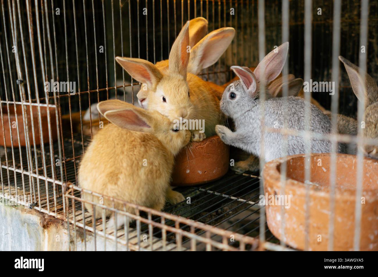 Un groupe de lapins (Oryctolagus cuniculus) dans une cage dans un ranch ou une ferme. Banque D'Images