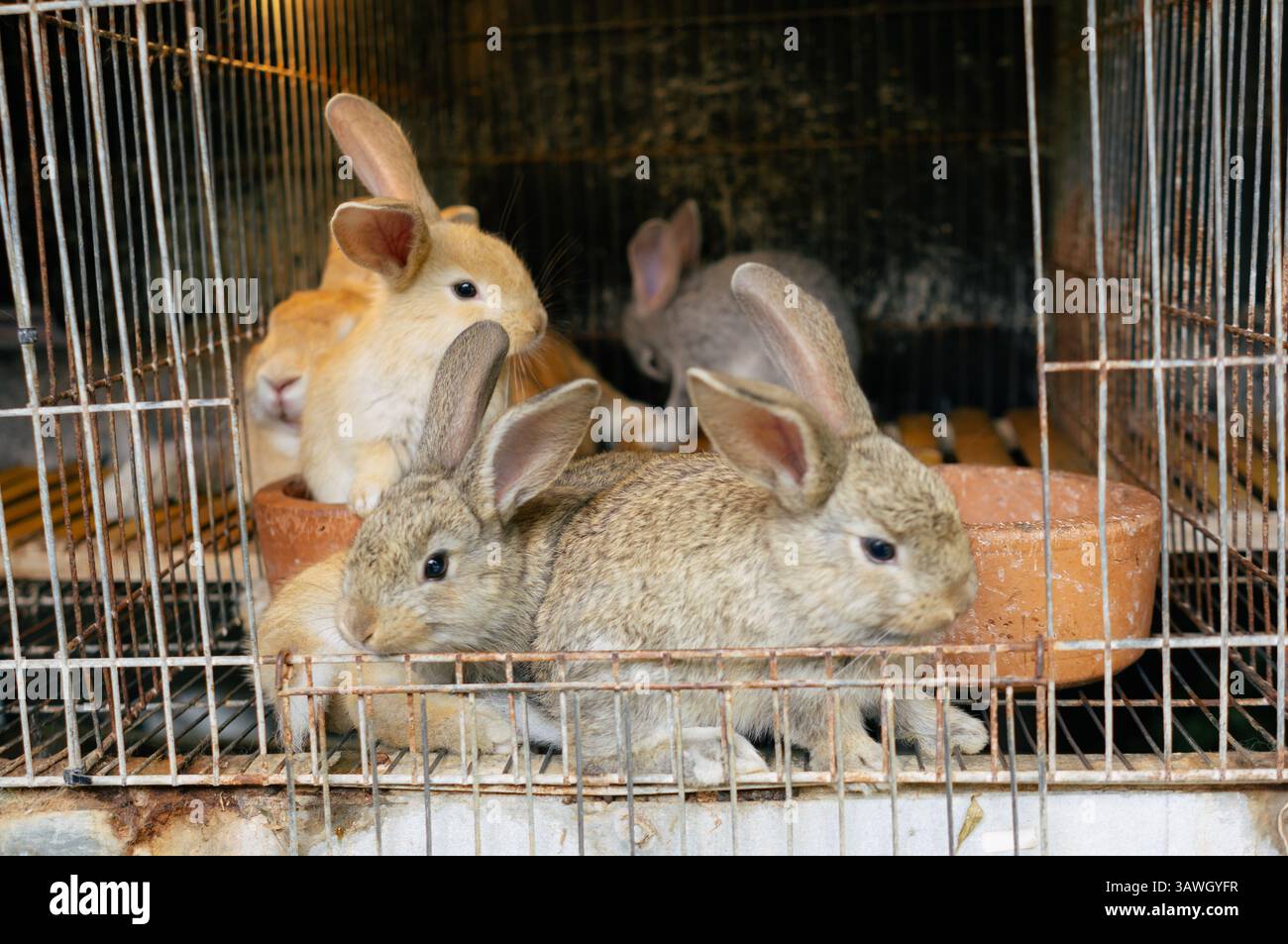Un groupe de lapins (Oryctolagus cuniculus) dans une cage dans un ranch ou une ferme. Banque D'Images