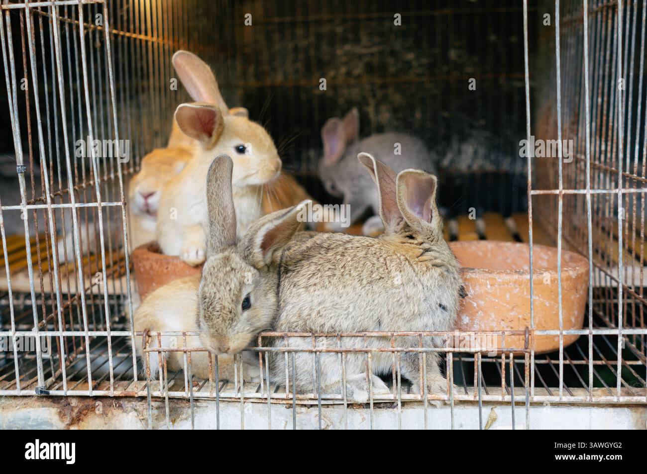 Un groupe de lapins (Oryctolagus cuniculus) dans une cage dans un ranch ou une ferme. Banque D'Images
