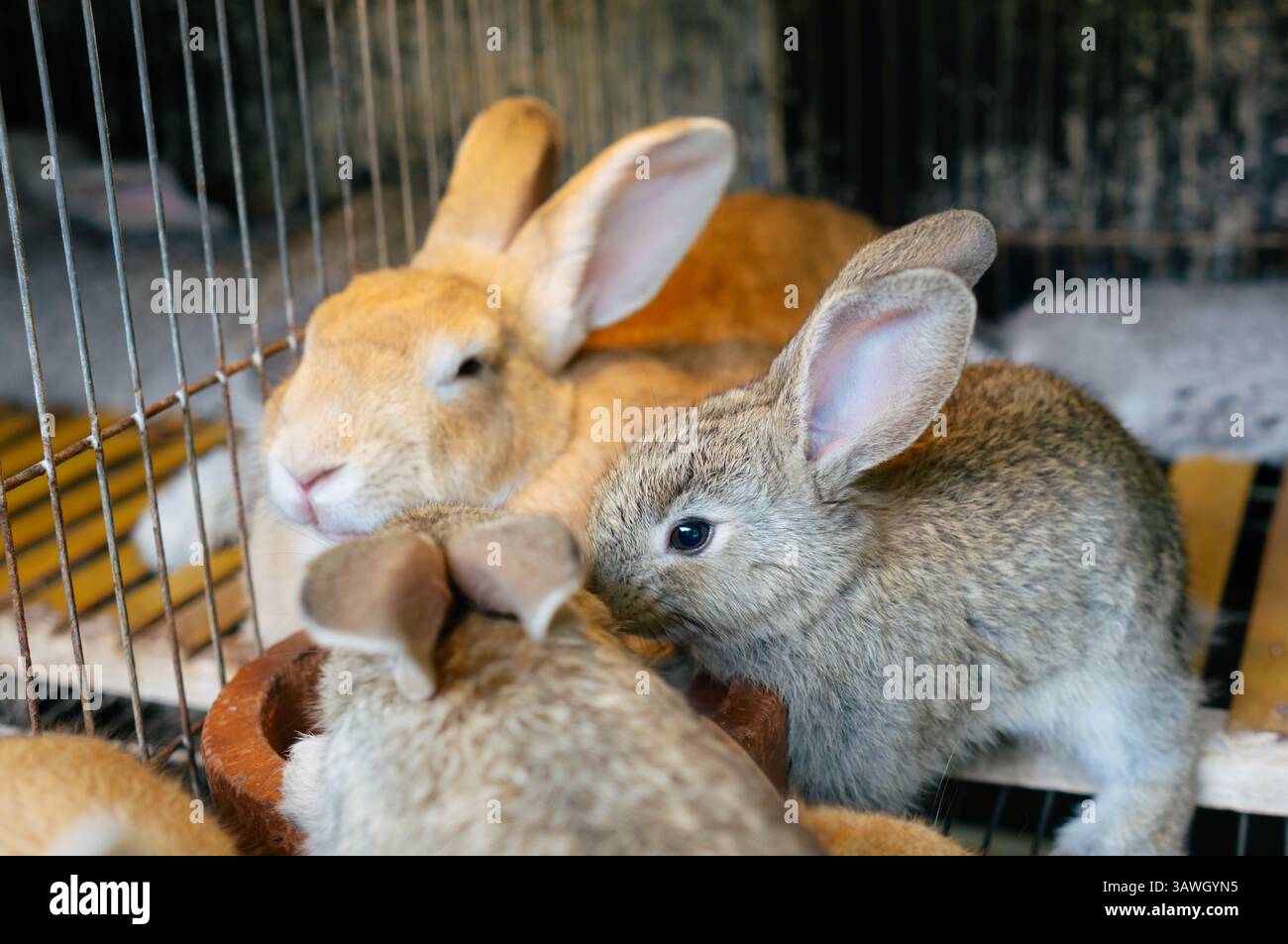 Un groupe de lapins (Oryctolagus cuniculus) dans une cage dans un ranch ou une ferme. Banque D'Images