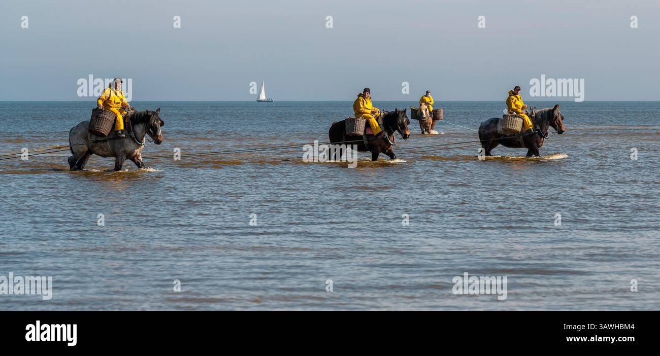 Panorama de quatre pêcheurs de crevettes à cheval chevauchant le cheval de trait du Brabant dans la mer du Nord pour la pêche à la crevette grise, Oostduinkerke, Belgique. Banque D'Images