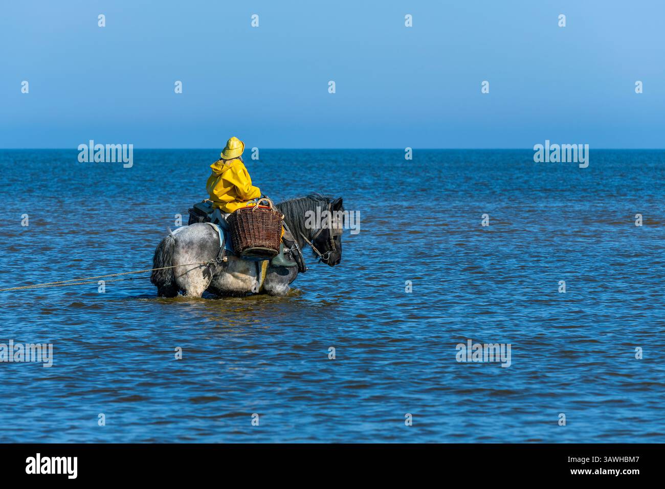 Pêcheur de crevettes à cheval chevauchant un cheval de trait du Brabant dans la mer du Nord pour la pêche à la crevette grise, Oostduinkerke, Belgique. Banque D'Images