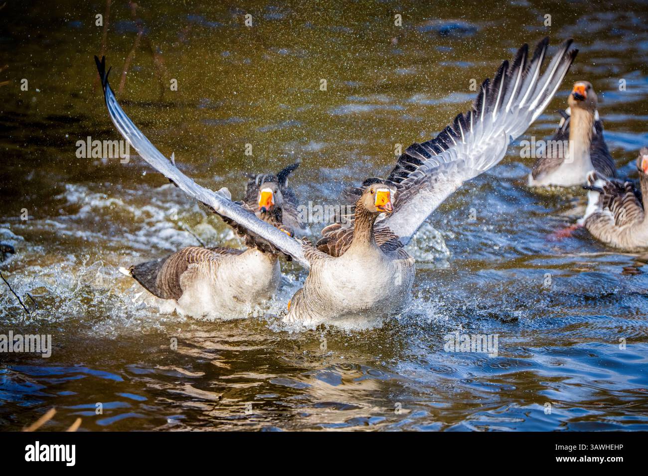 Un troupeau bruyant d'oies (Anser anser) jaillit à travers l'étang, battant des ailes et envoyant des gouttelettes chatoyantes volant dans toutes les directions Banque D'Images