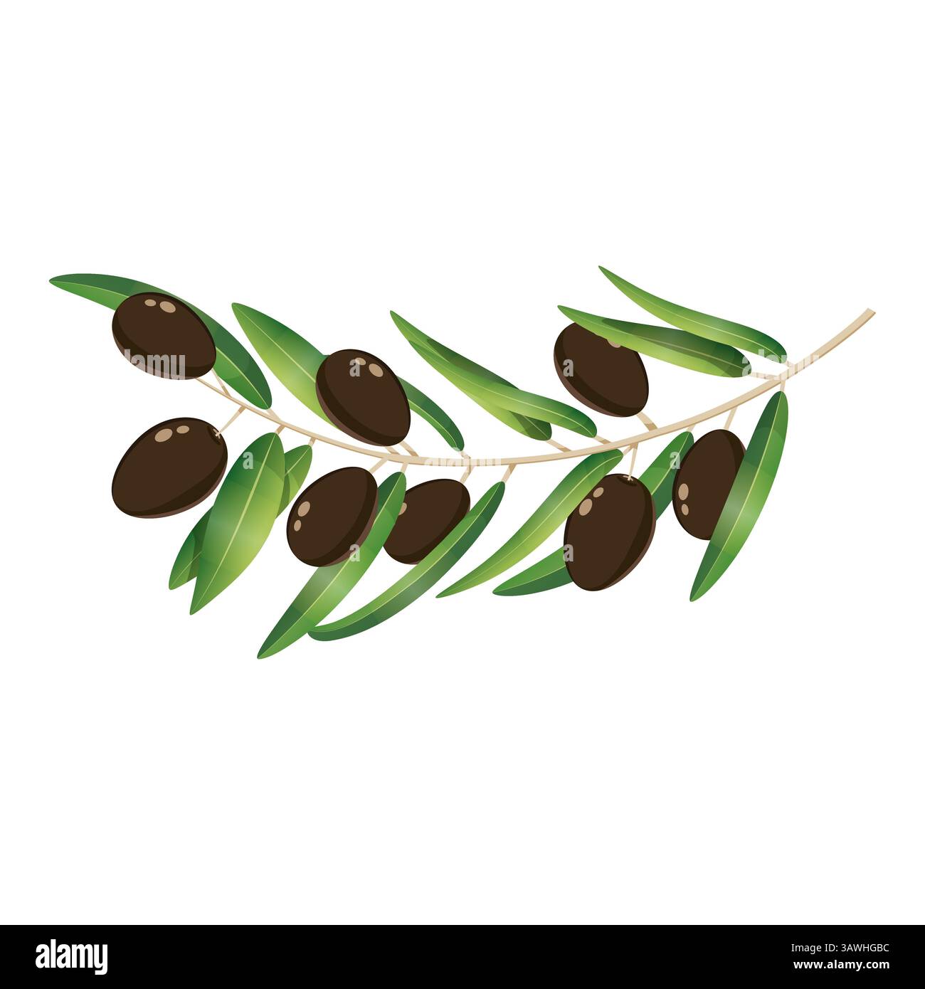 Branche d'arbre noir d'olive avec des baies Illustration de Vecteur