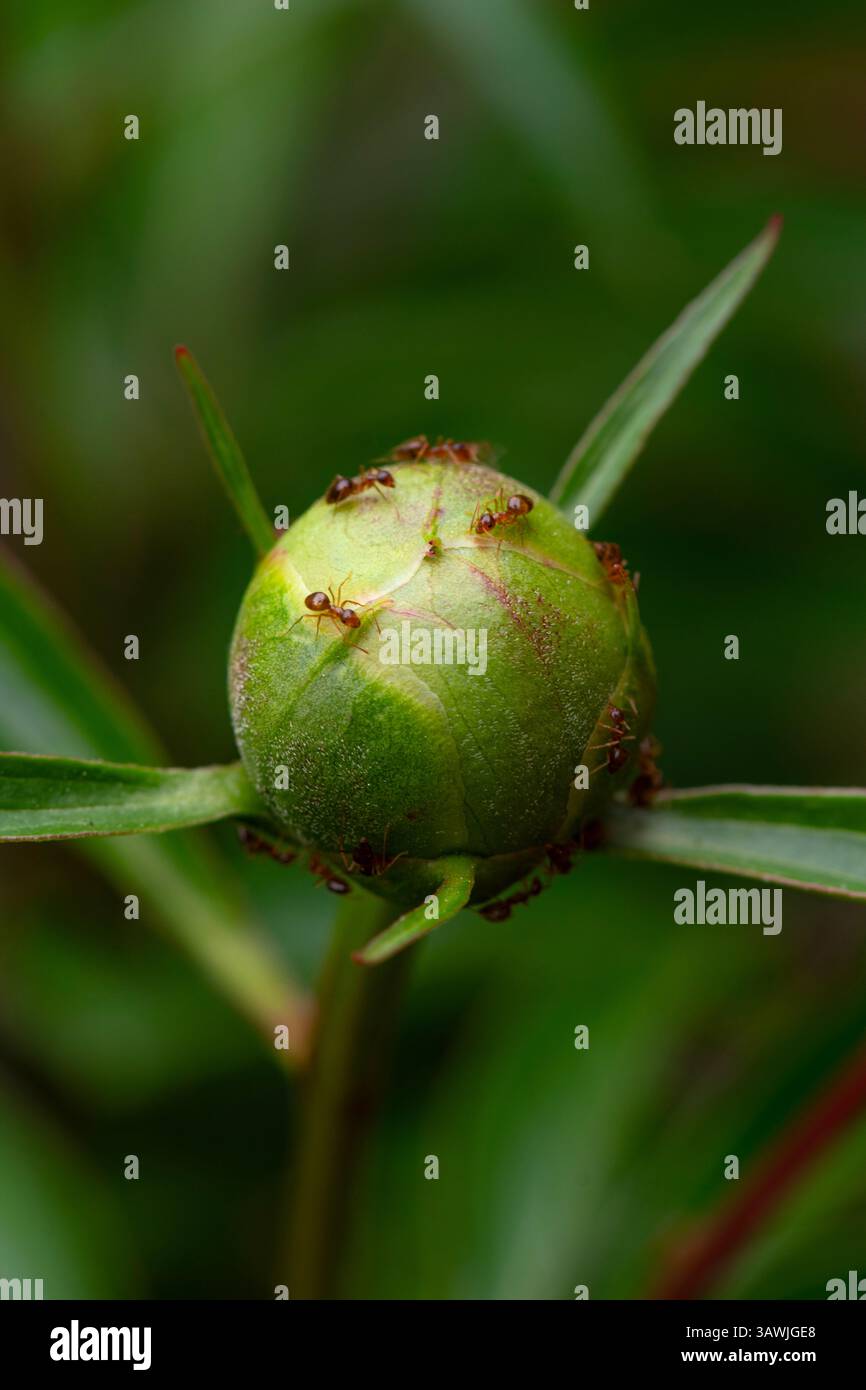 Plantes fleurs insectes faux miel fourmis sur un bourgeon de pivoine Banque D'Images