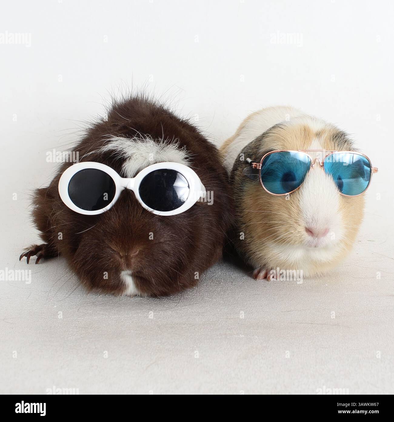 Deux cobayes élégants posent côte à côte portant des lunettes de soleil, capturant un moment humoristique et à la mode parfait pour les amoureux des animaux et les amateurs d'animaux de compagnie Banque D'Images