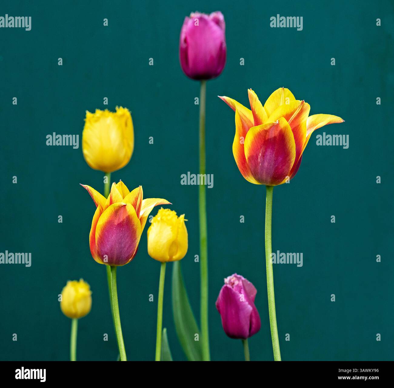 Édimbourg, Écosse. 20 avril 2025. Bulbes de tulipes hollandaises en floraison pour Pâques, Édimbourg, Écosse, Royaume-Uni. Temperatue a augmenté à 11 degrés centigrades en milieu d'après-midi après un matin très nuageux pour le dimanche de Pâques. Credit : Archwhite/Alamy Live news. Crédit : Arch White/Alamy Live News Banque D'Images